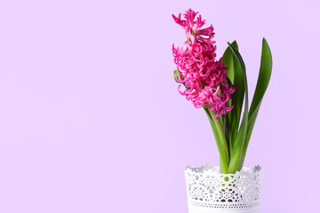 Beautiful pink hyacinth flower in pot on purple background