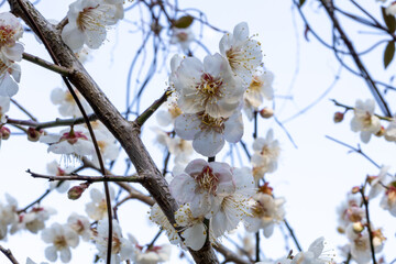 blooming cherry tree