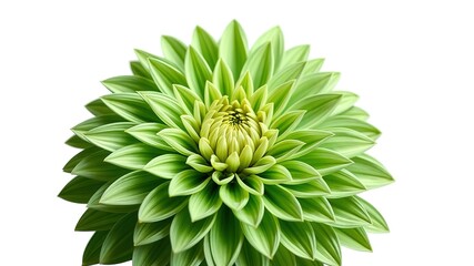 Obraz premium Vintage Green Dahlia Flower on White Background, Closeup