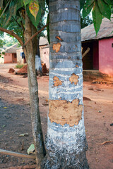 un arbre gravé dans un quartier populaire de la ville de Bissau en Guinée en Afrique