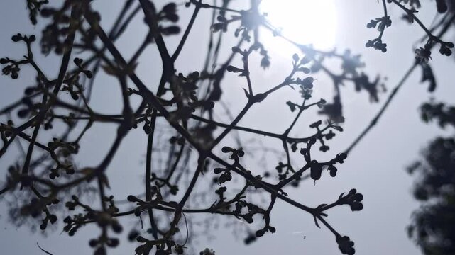 flowers from teak tree
