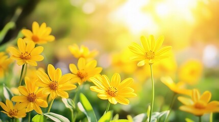 Obraz premium Bright and Sunny Spring Day with Beautiful Yellow Flowers