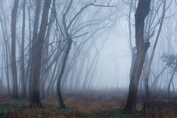 Fototapeta premium fog in the woods