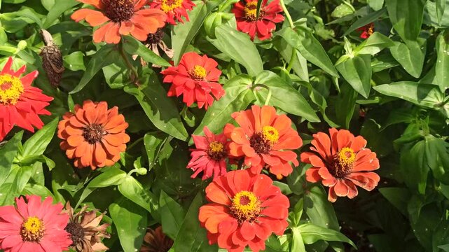 red zinnia flowers in the garden