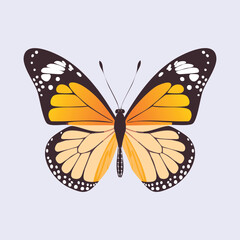 Orange butterfly with black and white markings on wings