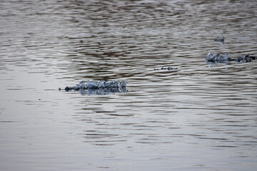 floating ice drifting in the river