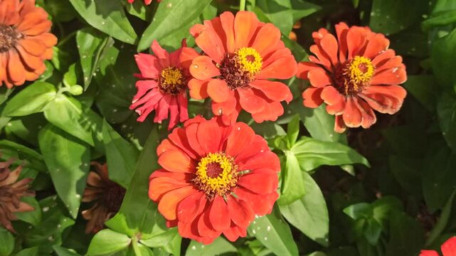 red zinnia flowers in the garden