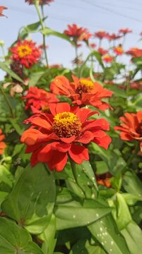 red zinnia flowers in the garden