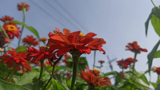 red zinnia flowers in the garden