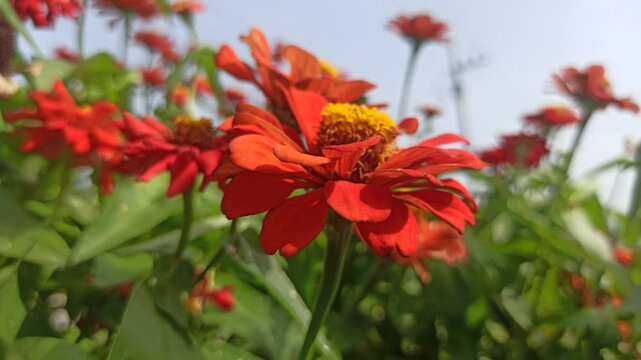 red zinnia flowers in the garden