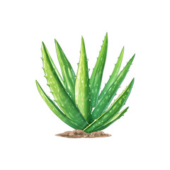 Fototapeta premium Aloe Vera Leaves Illustration – Natural Healing Plant