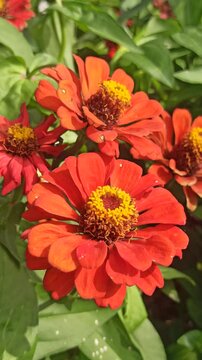 red zinnia flowers in the garden
