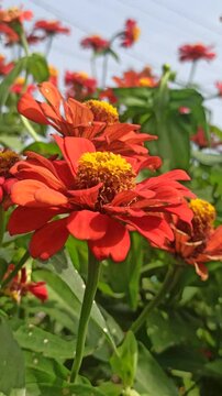 red zinnia flowers in the garden