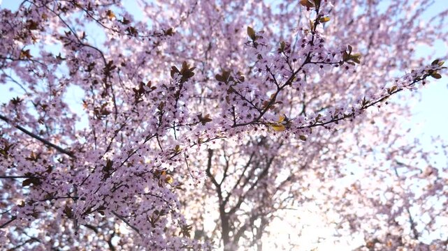 Blooming tree