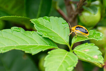 Cassidinae on a leaf