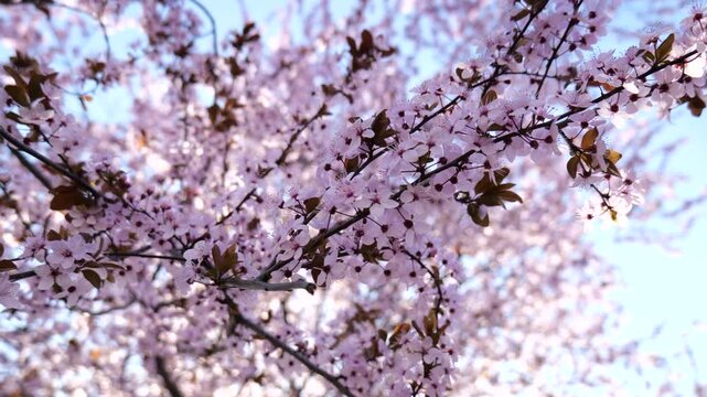 Blooming tree