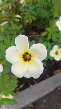 turnera flower in the garden