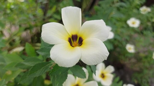 turnera flower in the garden