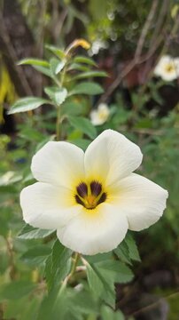 turnera flower in the garden