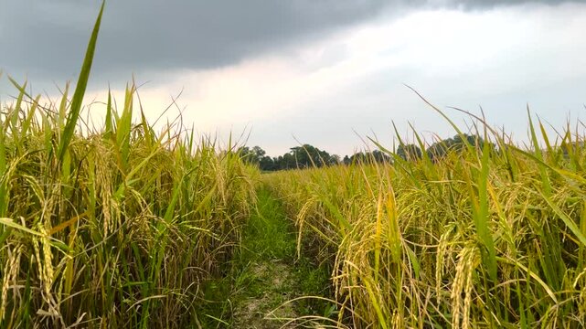 Ricefield