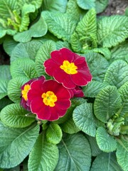 red and yellow flower