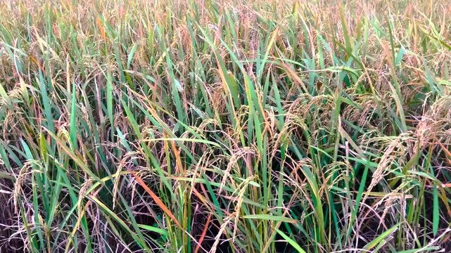 Ricefield