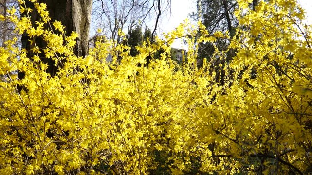 Blooming shrub