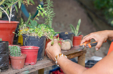 hands planting flowers in garden