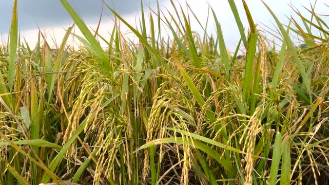 Ricefield