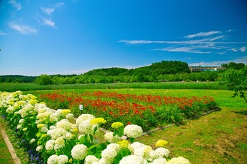 紫陽花のある風景
