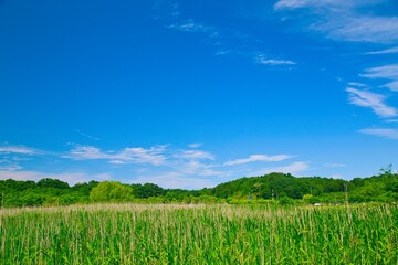 青空と田んぼ