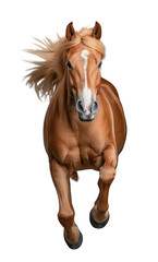 Obraz premium Horse galloping with flowing mane on white background showcasing strength and grace in a dynamic pose