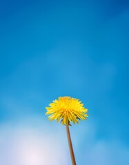 春の青空に映える一輪の黄色いタンポポ。柔らかな陽射しのグラデーションが背景に広がり、大きなコピースペースが開放感を演出。
