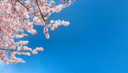 澄み渡る青空に桜の枝が右下に美しく配置され、淡いピンク色と青のコントラストが春の優雅さを表現するデザイン
