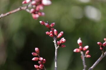 梅の花が咲き始めました