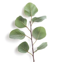 Fototapeta premium Tree isolated on white background ,tree with clipping path
