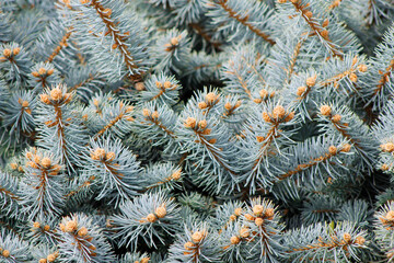 blue spruce branches

