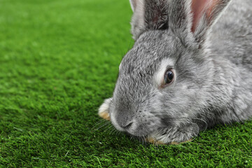 Fluffy grey rabbit on green grass, closeup. Space for text