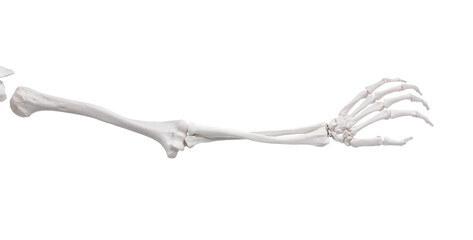 Artificial human skeleton model isolated on white, closeup