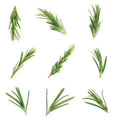 Fresh green rosemary isolated on white, set