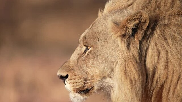 African Lion (Panthera leo) on the hunt. Great profile view of mature male. Slow motion, 25 percent natural speed.