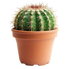 A Potted Cactus Plant with Spiny Needles and a Round Shape Isolated on Transparent Background