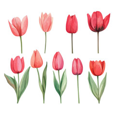 Obraz premium Elegant watercolor tulip collection in various colors