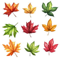 Obraz premium Colorful autumn leaves collection