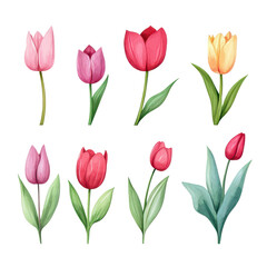 Obraz premium Colorful watercolor tulip flower collection