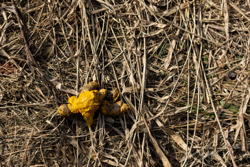 fresh pile of dog poop, pick up after your dog 