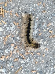A centipede found in Yosemite Valley, California