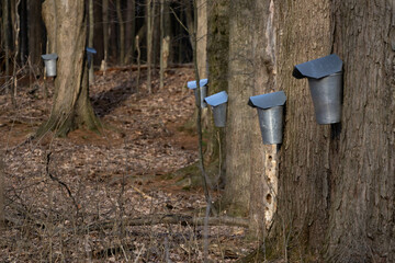 maple syrup farm processing sap from tree
