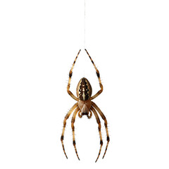 Detailed Macro Photo of a Spider Hanging on Web Black Background tan art legs dark wild eight brown 