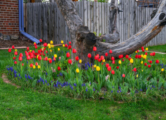 Beautiful blooming tulips and Grape Hyacinth flowers add interest and beauty around the trunk of a tree at Springtime.